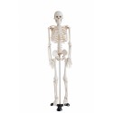 872 Szkielet człowieka średni 85 cm MA – 102