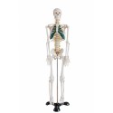 873 Szkielet człowieka średni z nerwami rdzeniowymi 85 cm MA-102A