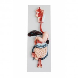 914 Średni Szkielet z nerwami oraz naczyniami krwionośnymi 85 cm