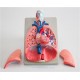 2507 Płuca krtań serce powiększony model płuc, krtań