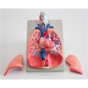 2507 Płuca krtań serce powiększony model płuc, krtań