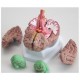 2510 Mózg - model mózgu z arteriami 8 części