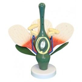 2513 Model rośliny dwuliściennej - kwiat brzoskwini