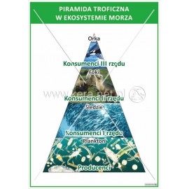 2631 Piramida troficzna w ekosystemie morza