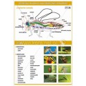 030 Anatomia owadów