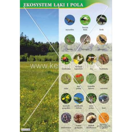 122 Ekosystem łąki i pola