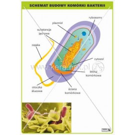 618 Schemat budowy komórki bakterii