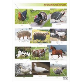 640 Zwierzęta hodowlane