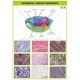 927 Komórka zwierzęca, tkanki zwierzęce