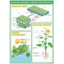 929 Budowa rośliny, proces fotosyntezy