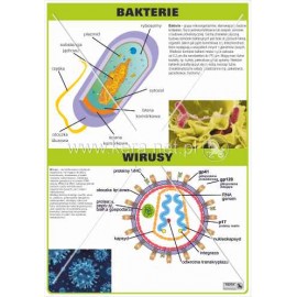 1499 Bakterie i wirusy