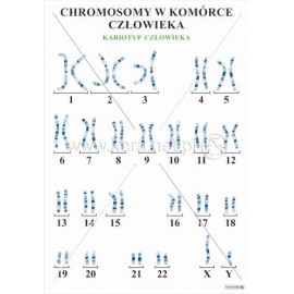 3025 Chromosomy w komórce człowieka