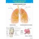3356 Układ oddechowy – Schemat budowy płuc