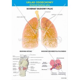 3356 Układ oddechowy – Schemat budowy płuc