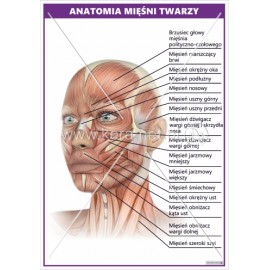 3596 Anatomia mięśni twarzy