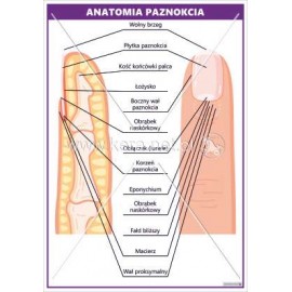 3597 Anatomia paznokcia